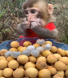 Monkey eating fruit - Lovely monkey eat Corn | University Animals