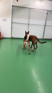 A Belgium Shepherd, German Shepherd and Dutch Shepherd walk into a room | The Dog District