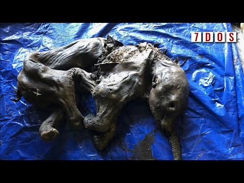 Near-Complete Baby Woolly Mammoth Found Frozen in Ice | 7 Days of Science