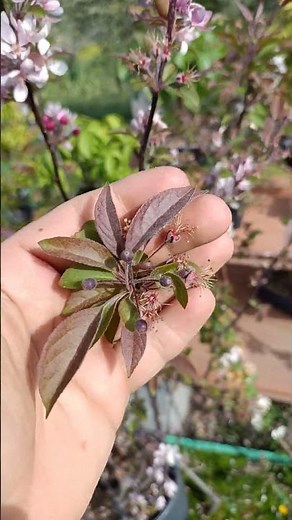 Malus x floribunda in bonsai