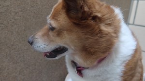 Coco is one of the sweetest dogs at the shelter. She has been here over a month waiting for her forever home. She is a 9 year old spayed female Collie mix. She is good with children, cats and other dogs. She is quiet and well behaved. She is housebroken. Please stop by to meet her and prepare to fall in love. up for adoption at TLC Animal Shelter 13016 W 151st Street, Homer Glen, Il 60491 ALERT! We never ask for money to hold an animal and then meet someplace to see the animal if messaged for mo