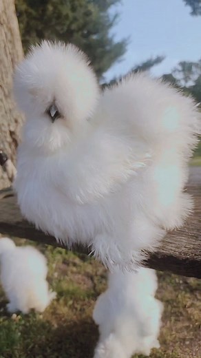 9.8K views · 433 reactions | Minnie says, "Best cat?"  I get...