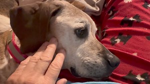 19K views · 244 reactions | Pearl loved sleeping with me in the bed...