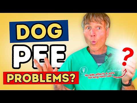No More Painful Peeing! Top 5 Home Fixes for Dog UTIs!
