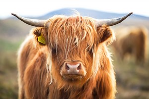See how the world's cutest cows react when their human friend pretends to faint