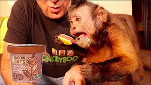 138K views · 619 shares | Capuchin MonkeyBoo eats his Modern Oats oatmeal with a spoon! MonkeyBoo is a smart monkey! Just while MonkeyBoo eats he gives you smart, cute, funny and sweet all in one video! MonkeyBoosays the oatmeal from Modern Oats is tasty! #MonkeyBooCrew #MonkeyBoo #MonkeyMonday | MonkeyBoo | Facebook