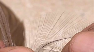 Video: How to Find Hackle Fibers for Tails - Orvis News