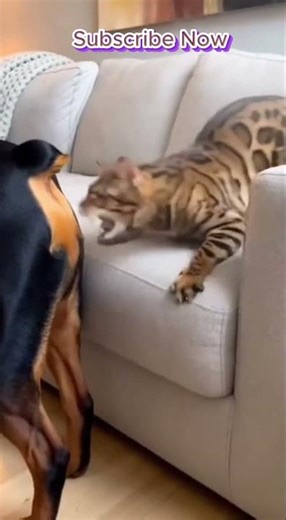 갑자기 방귀를? 댕댕이의 최후 ㅋㅋㅋ 🐶💥