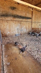 18K views · 1.4K reactions | Clean bed | Bobby Boles Asil and lacy Roundheads | Facebook