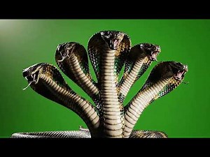 Realistic Cartoon Half 5 Head Snake Green Screen Overlay for Epic Scenes