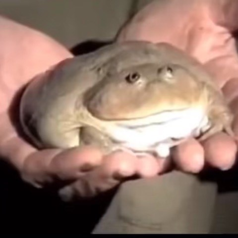 Froggy Time  on Instagram: "thoughts? • • • • • • • • • • • • #frog #frogs #frogaccount #frogmemes #frogsofinstagram #frogpose #froglove #froglover #froggy #froggychair #nature #phrog #phrogs #funny #cursedfrog #cursedfrogs #cursed #cursedimage #cursedimages #cursedmeme #cursedmemes #dailyposts #dailymemes #cursedfrogimages"