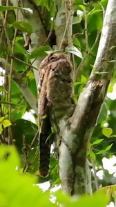 crazy eyes ️️ #potoo #birds #birdwatching #wildlife #animals | Animalogic | Facebook