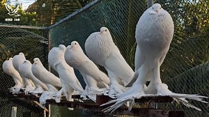 Biggest Pomeranian Pouter Pigeon | Fancy Pigeon | BPS Pigeon Show 2023 | Pigeon Exhibition | Wild BIRDS | Facebook