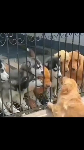 Poor guy 😞 | Husky Lovers World