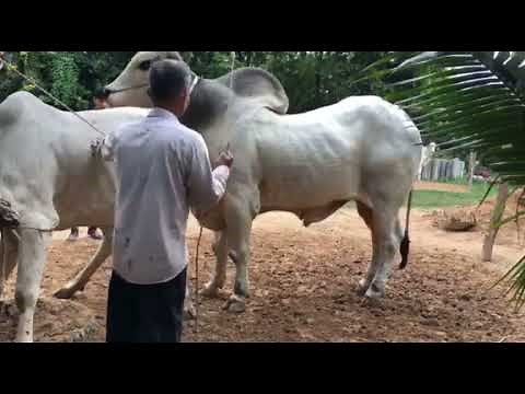 Strong cow breeding