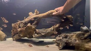 Positioning of non-floating wood in our Tiger Barb (Barbus Tetrazona) aquarium - Link to this products in Bio . . . . . . . . . . . . . . . . . #aquadecor #aquascaping #malawicichlids #tanganyikacichlids #3dbackgrounds #aquarium #customaquarium #cichlids #cichlidfish #cichlidsofinstagram #fish #fishtank #instafish #frontosa #tropheus #mbunacichlids #haps #tropicalfish #freshwateraquarium #angelfish #discusfish #plantedtank #plantedaquarium #freshwatertank #aquariumequipment #aquascape #aquariumi