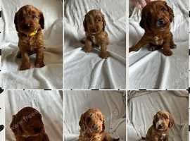 F1 Cockapoo puppies ready to leave 31st July - £1,100