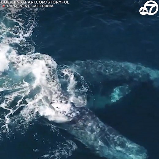 27K views · 741 reactions | Video shows three gray whales getting a “dolphin escort” off the coast of Dana Point in mid-March.  | ABC7 | Facebook