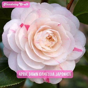 April Dawn Camellia Japonica, Pink White Variegated Blooms, Evergreen Flowering Shrub Starter Plant - Etsy