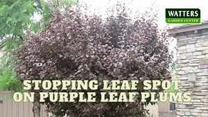 Stopping Leaf Spot on Purple Leaf Plums  Hey there, plant pals! Ken...