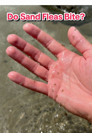 Understanding Sand Fleas: Do They Bite or Not?