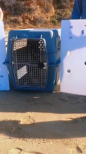 Galumphing down to the riptide 🦭Tater is giving #humpday vibes in this throwback! ☀️ Tater, a male harbor seal, was rescued as a pup on May 26th and (joyfully) released on September 4th. We have so much to be thankful for this year and days like this are one of them! | Pacific Marine Mammal Center