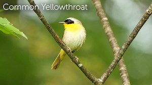 The Common Yellowthroat is a warbler that behaves more like a Carolina Wren: It bounces through thick, low vegetation and reeds, rarely far above the ground, and it is heard more often than seen. A quick glimpse of this skulker reveals a short-winged, short-tailed bird, often with a jauntily cocked tail. The male is easily identified by its black "bandit" mask, whereas the female is a more subtle brownish-green with a yellow throat and unmarked face. This charming, ubiquitous warbler was one of 