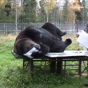 39K views · 424 reactions | Now that is one talented bear!  | Ultimate | Facebook