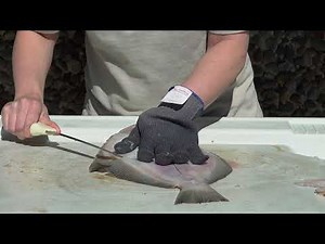 How to filet petrale sole fish