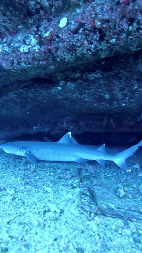 2.4K views · 82 reactions | Aloha Friday! 錄Dive into the breathtaking wonders of the deep blue sea. #underwaterlife #DiveOahu #HawaiiAdventure #scubadiving | Dive Oahu | Facebook