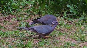 Cierra las pichones de la cola: video de stock (totalmente libre de regalías) 9709199 | Shutterstock