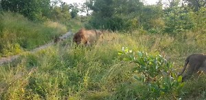 Avoca male lion Blondie with Nkuhuma pride and Mohawk#ntoma crossing. | Africa Journey Nature Experience