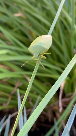 Green Stink Bug 🍃🍁. #zone7 #gardens #nature | Garden Through It