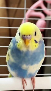 Budgerigars Are Very Cute: Playful Parrot Moments