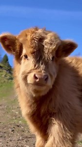 So Fluffyyy 🐮❤️ | Fluffy Cows