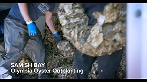 🐚 Olympia oysters and Pinto abalone once flourished in the Salish Sea, but pollution and overharvesting devastated these vital species. Now, local conservation groups are working hard to rebuild their numbers, the survival of which is crucial for a thriving marine ecosystem! Puget Sound Restoration Fund Washington Department of Fish & Wildlife Taylor Shellfish Farms NOAA Fisheries West Coast | Seattle Channel