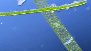 Algues vertes Spirogyra sous le microscope : vidéo de stock (100 % libre de droit) 3999550161 | Shutterstock