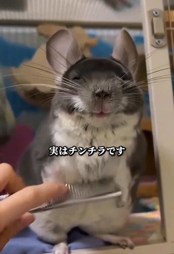 チンチラの魅力と面白い性格