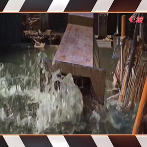 Great white shark attacks the research team | WLA POOLS