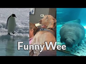Wee Meme TikTok Compilation Animals Version 2021