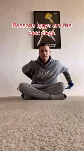 Italian greyhounds always ready for a good time #Italiangreyhound #iggy #dog #dogs | Ebony Riley