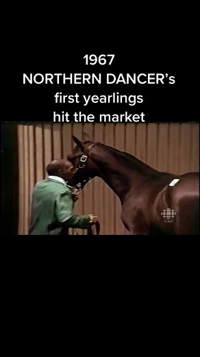 1967 NORTHERN DANCER’s first yearlings hit the market! #horse #northerndancer #horseracing #thoroughbred #pedigree #kentucky #kentuckyderby