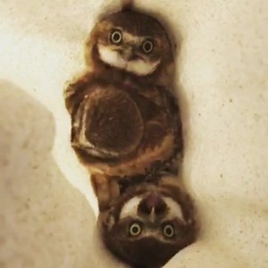 5.6K views · 144 reactions | Turn your sound on!! One of the most...