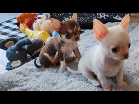 Chihuahua Puppies Playing: The Cutest Thing You’ll See Today! 🐶