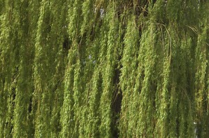 What Causes Willow Leaf Edges to Turn Yellow?