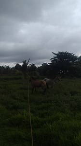 Condation na kaayo akong kaloha, nanganal na og sugod ang lubot 🏇🏿 #horseloverforever 🏇🏿 #followers #everyone #viralreels #viralpost2024シ | Reck Reck Vlog