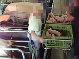 Piglets brutally killed by having their heads slammed on floor