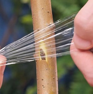 315K views · 2.3K reactions | Grafting techniques and more gardening ideas | Crafty Panda | Facebook