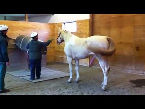 Stallion Learning how to Mount the Phantom Mare for Breeding