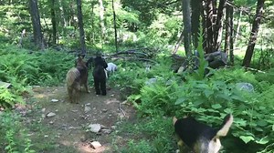 Hot diggity dogs running lickety-split! 🌭 Dakota, Rosie, Jane, Georgie, Roxy, Peter, Elvis, Jack, Caleb, Brewster & Revo | Active Dog LLC